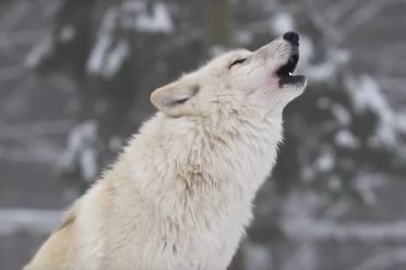 La simple explicación de porqué los lobos aullan y los perros ladran que siempre habías buscado