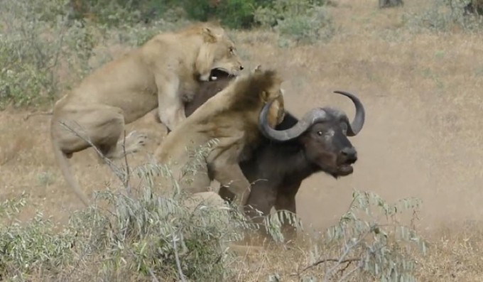 Dos leones atacaron a muerte a un búfalo. Cuando estaba a punto de ser devorado algo inesperado pasó
