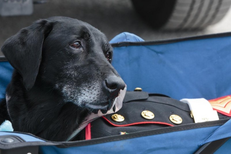 El emotivo adiós a Cena, el perro héroe de la Marina de EEUU