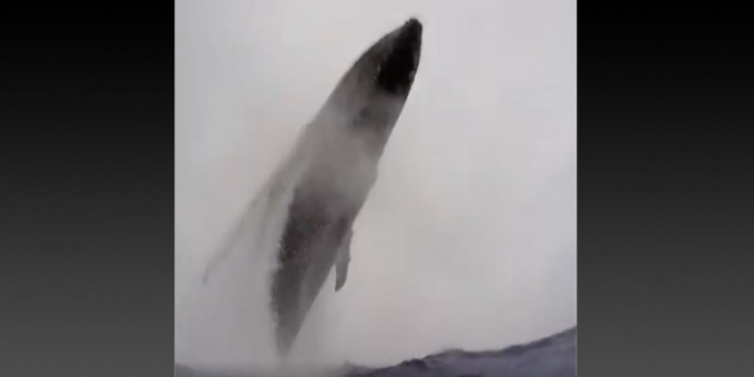 Buzos australianos captan impresionante momento en que ballena jorobada salta en medio del mar